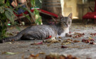 Cat, Pianogrillo Farm Organic Winery, Chiaramonte Gulfi, Sicily